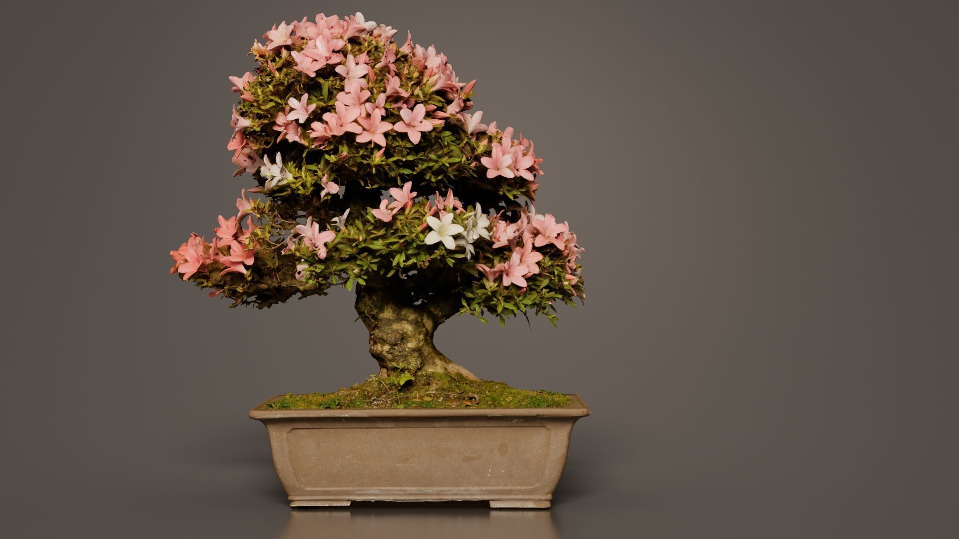Satsuki Azalea Pink and White Rhododendron Indicum Bonsai Tree Low-poly 3D model_3