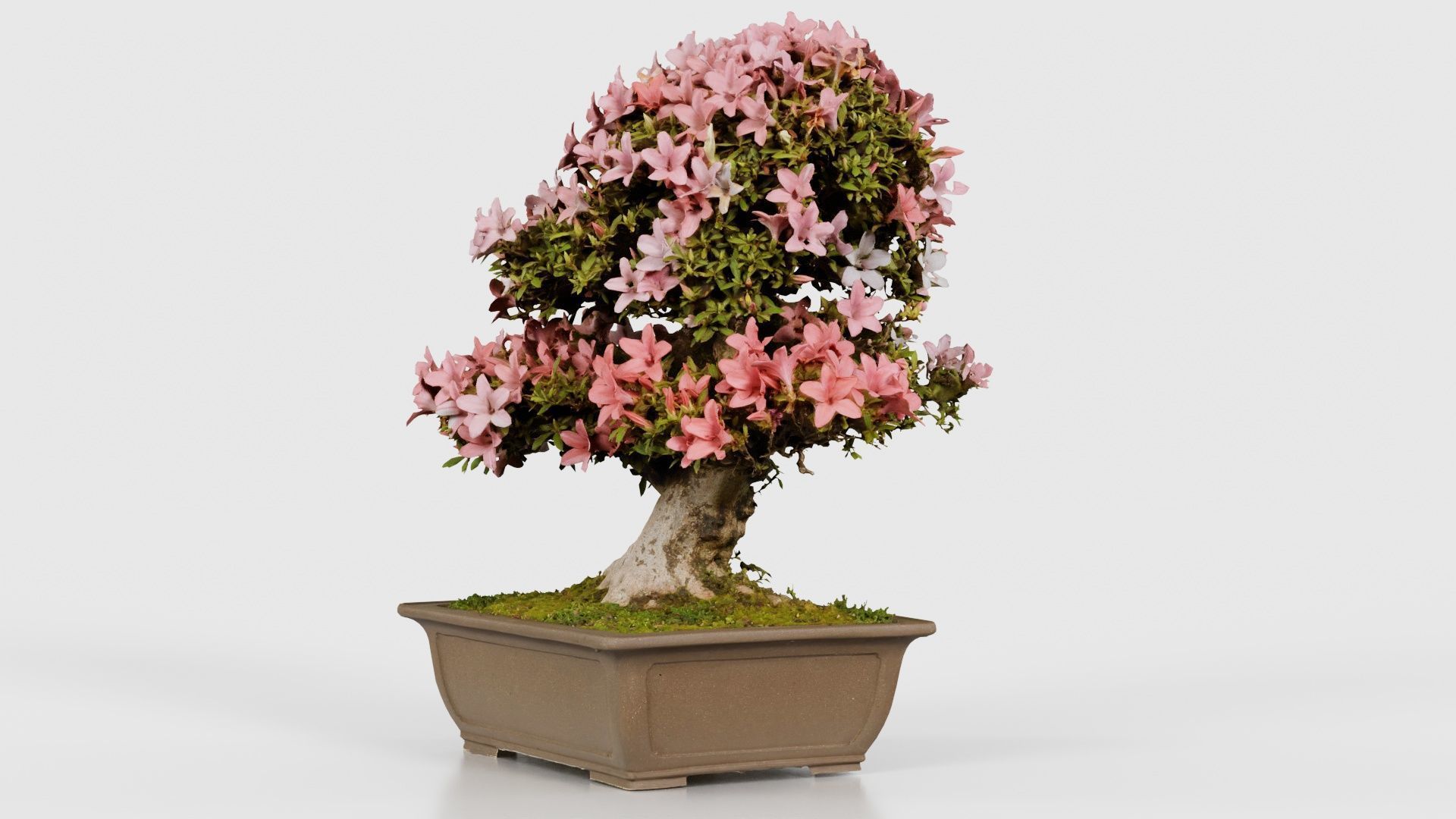 Satsuki Azalea Pink and White Rhododendron Indicum Bonsai Tree Low-poly 3D model_25