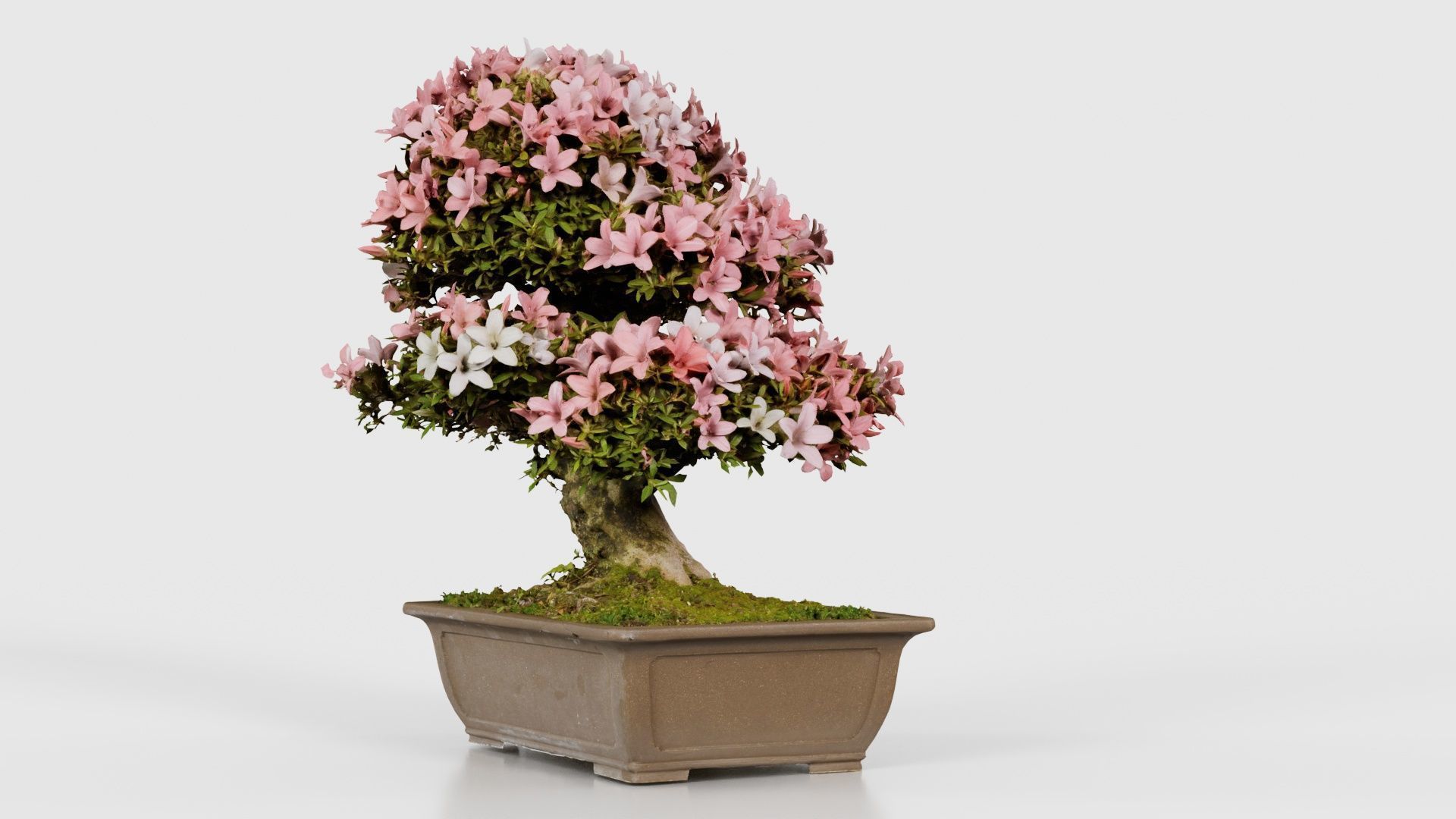Satsuki Azalea Pink and White Rhododendron Indicum Bonsai Tree Low-poly 3D model_19