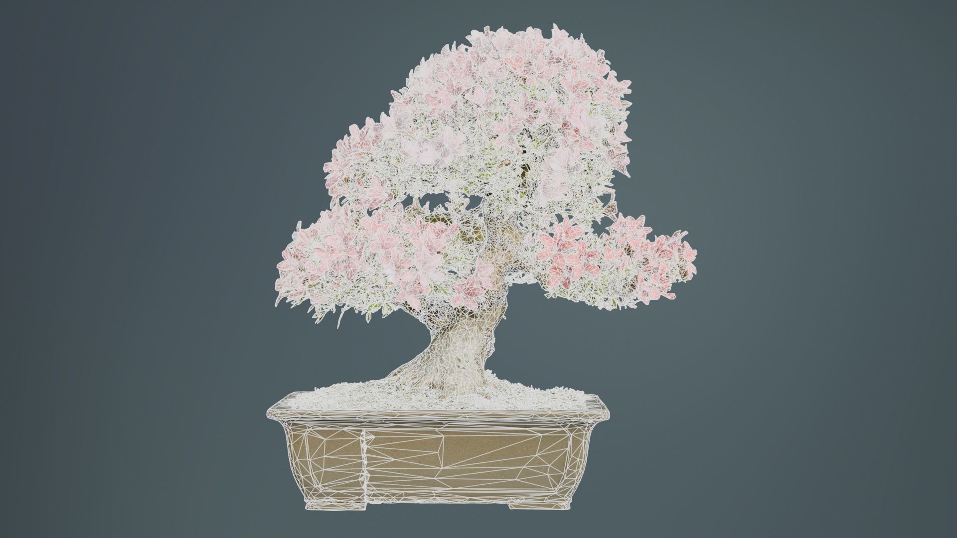 Satsuki Azalea Pink and White Rhododendron Indicum Bonsai Tree Low-poly 3D model_9