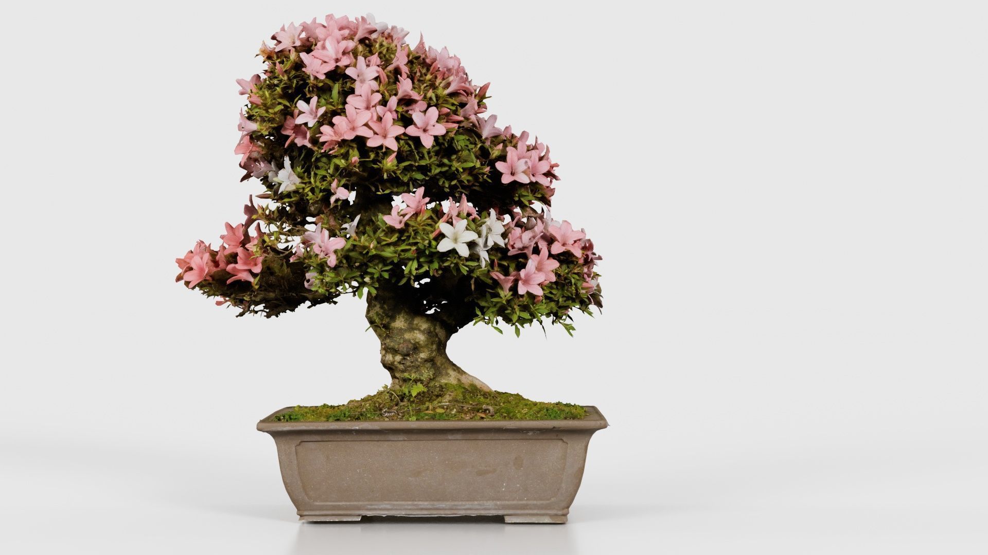Satsuki Azalea Pink and White Rhododendron Indicum Bonsai Tree Low-poly 3D model_21