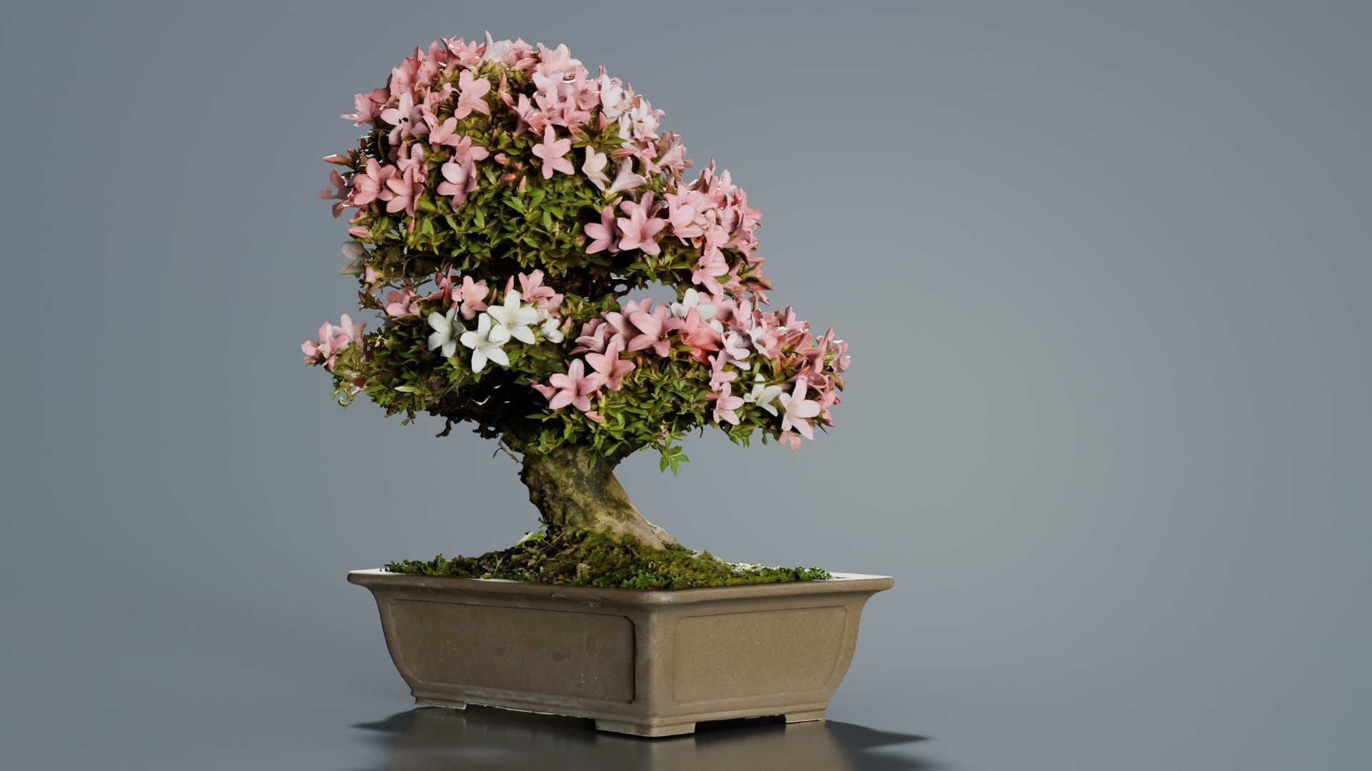 Satsuki Azalea Pink and White Rhododendron Indicum Bonsai Tree Low-poly 3D model_8