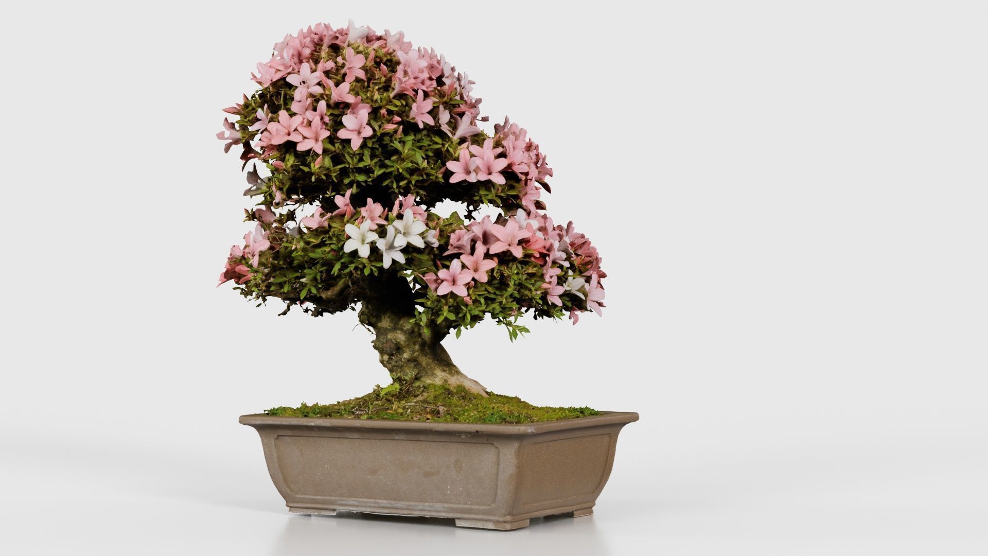 Satsuki Azalea Pink and White Rhododendron Indicum Bonsai Tree Low-poly 3D model_20
