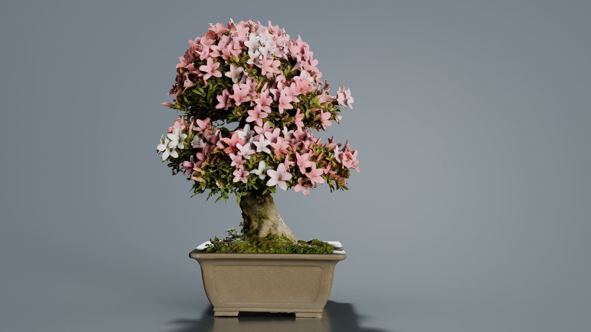 Satsuki Azalea Pink and White Rhododendron Indicum Bonsai Tree Low-poly 3D model_7