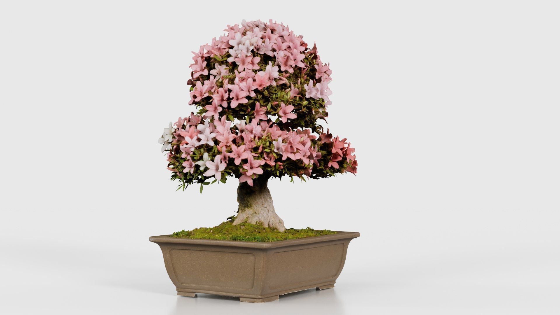 Satsuki Azalea Pink and White Rhododendron Indicum Bonsai Tree Low-poly 3D model_17