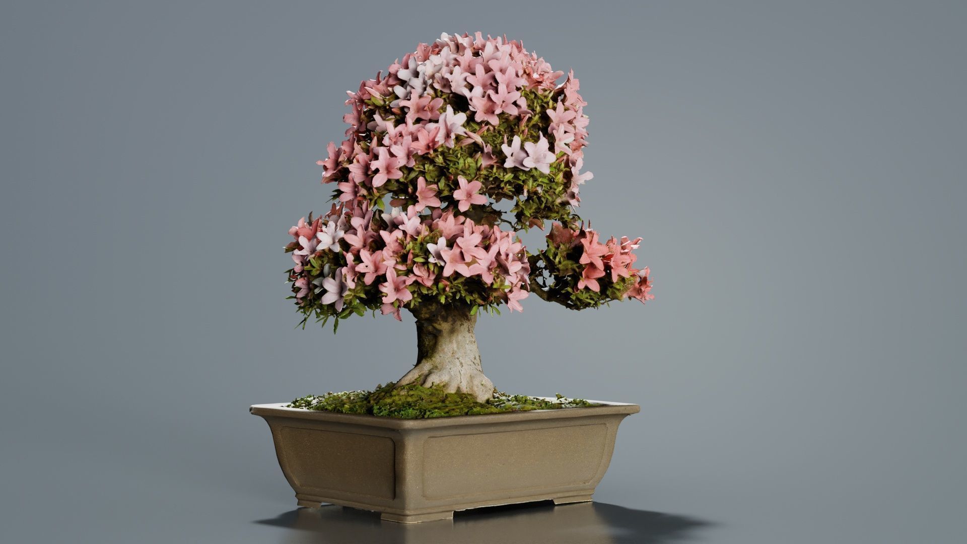 Satsuki Azalea Pink and White Rhododendron Indicum Bonsai Tree Low-poly 3D model_1