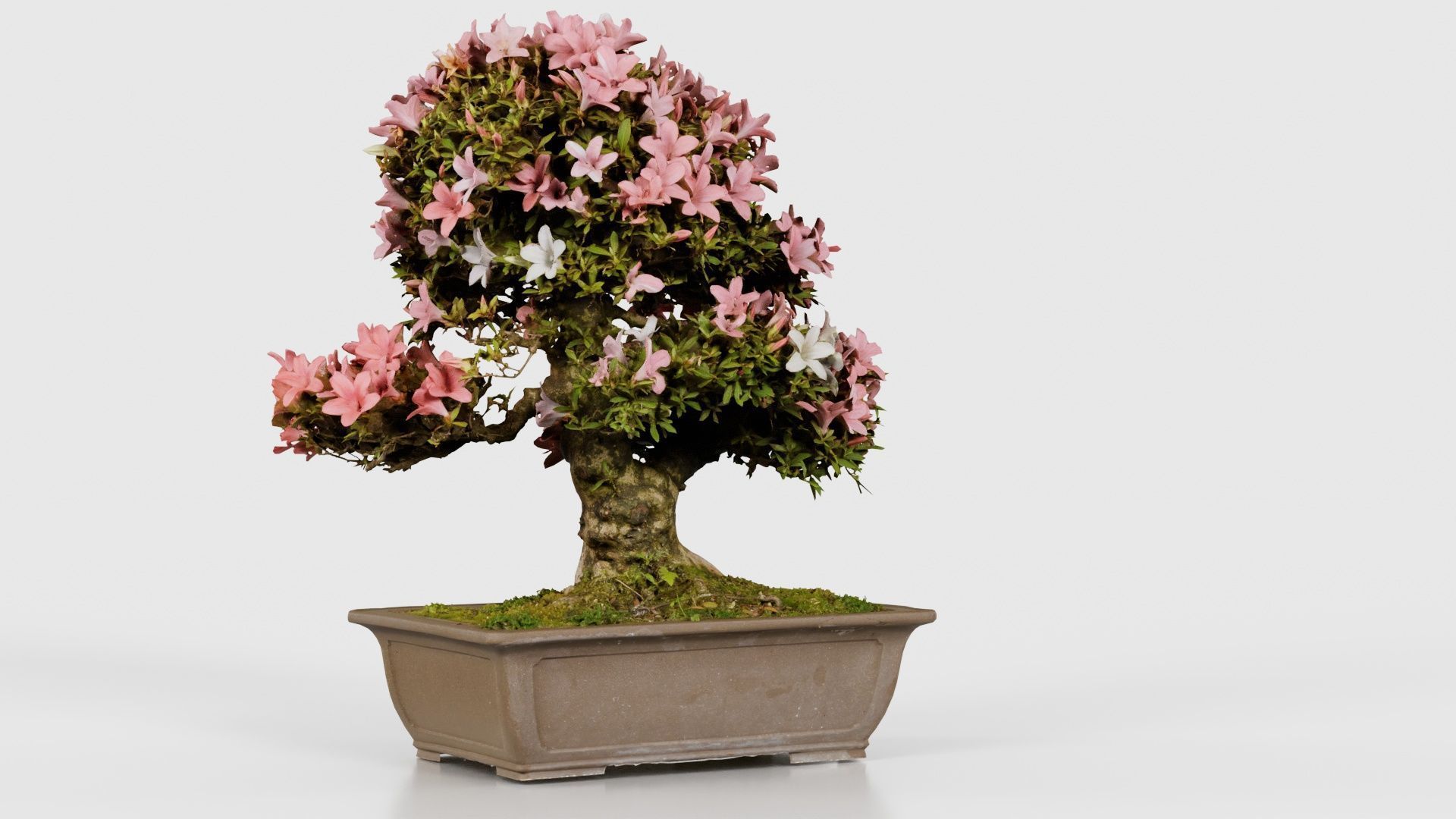 Satsuki Azalea Pink and White Rhododendron Indicum Bonsai Tree Low-poly 3D model_22