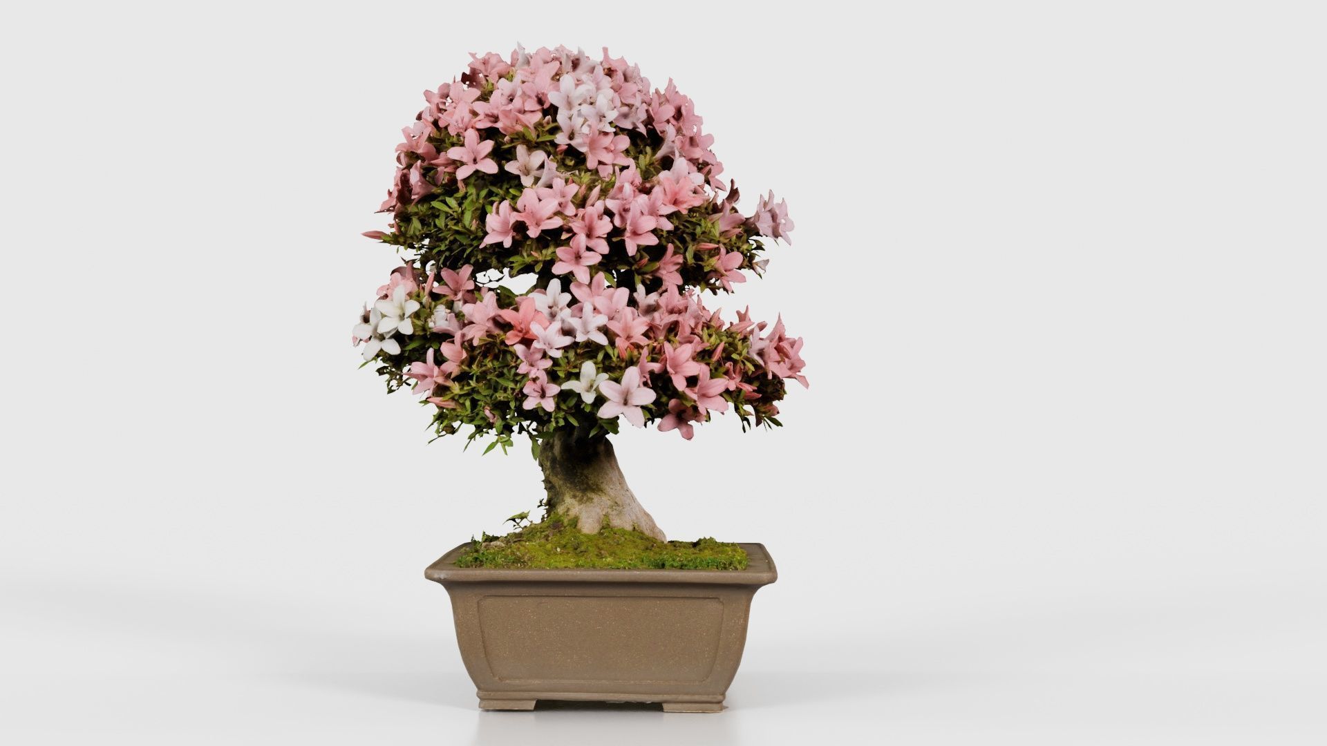 Satsuki Azalea Pink and White Rhododendron Indicum Bonsai Tree Low-poly 3D model_18