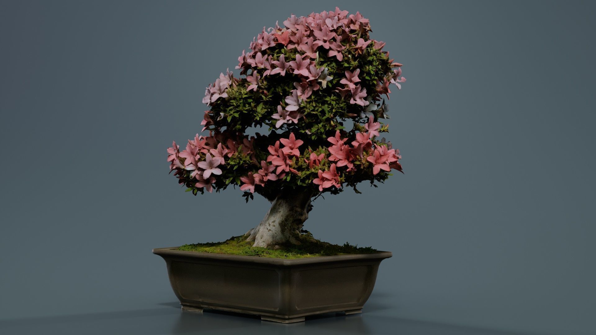 Satsuki Azalea Pink and White Rhododendron Indicum Bonsai Tree Low-poly 3D model_5