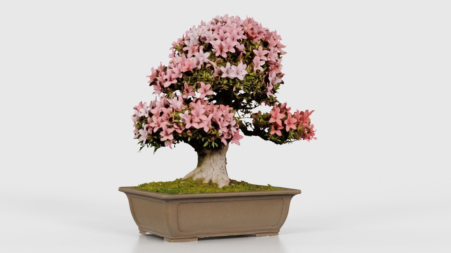 Satsuki Azalea Pink and White Rhododendron Indicum Bonsai Tree Low-poly 3D model_16