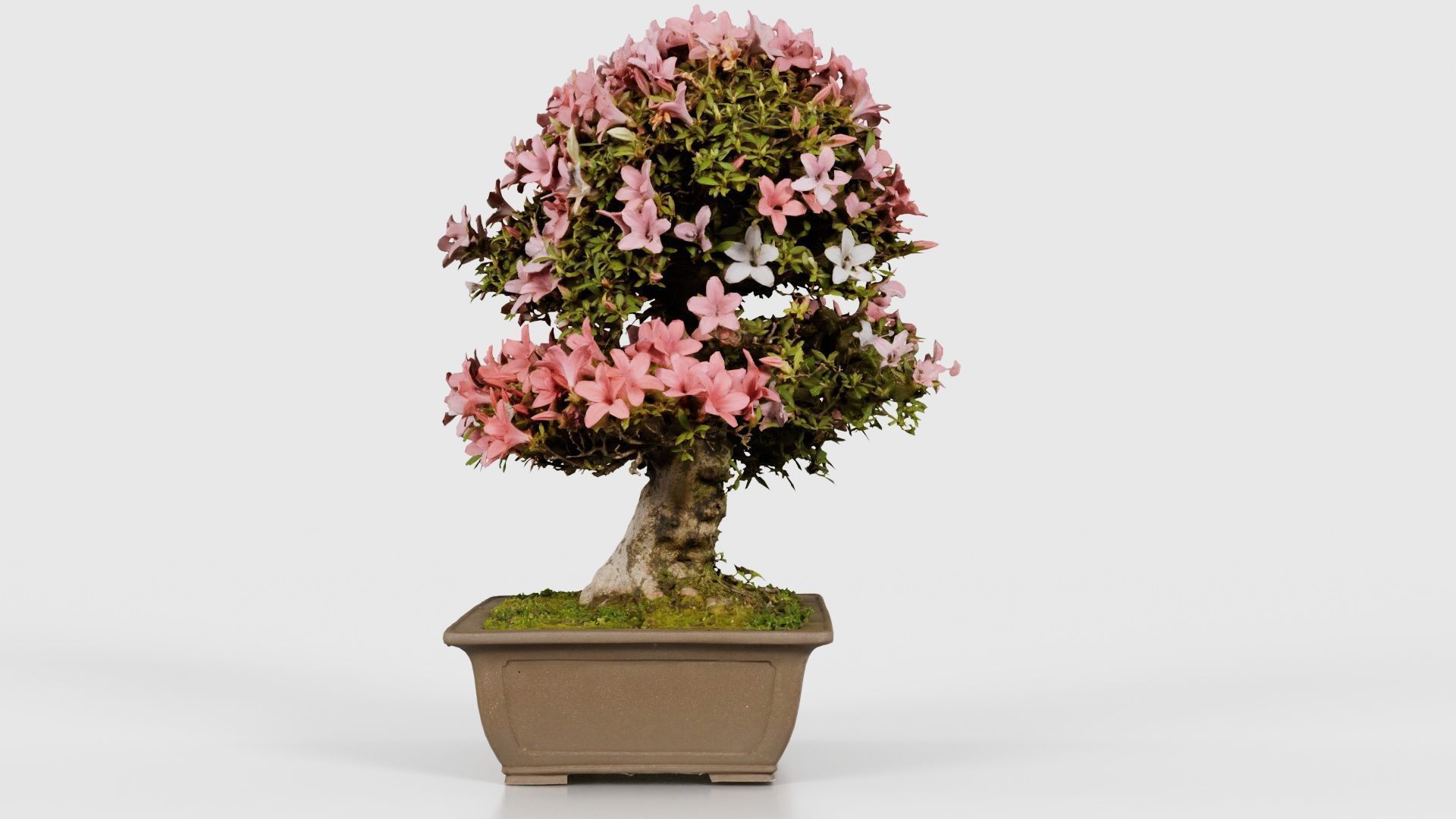 Satsuki Azalea Pink and White Rhododendron Indicum Bonsai Tree Low-poly 3D model_24