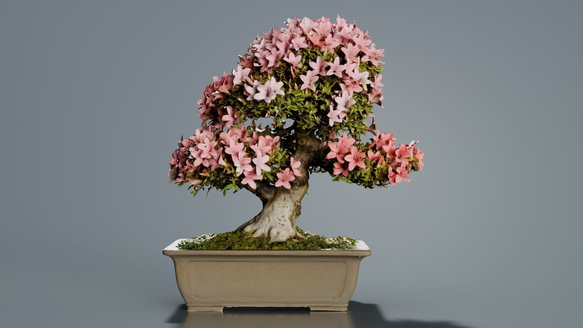 Satsuki Azalea Pink and White Rhododendron Indicum Bonsai Tree Low-poly 3D model_6
