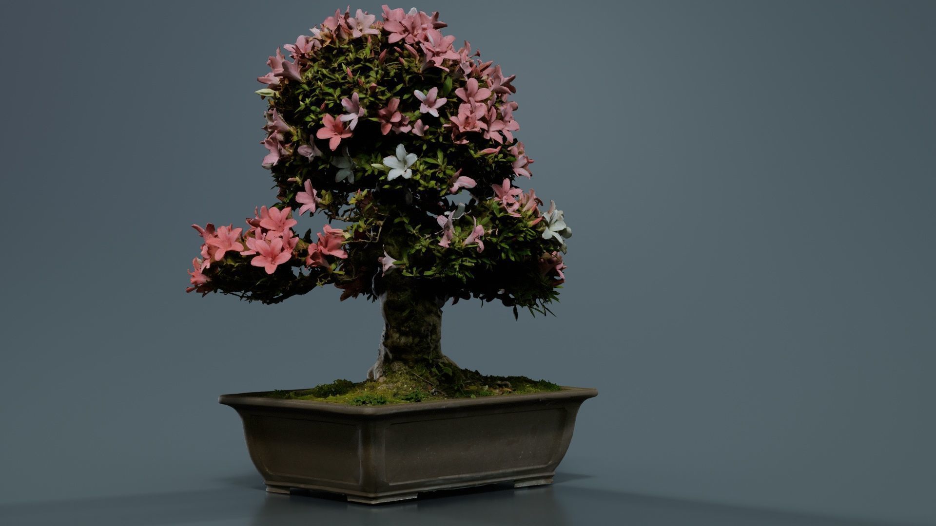 Satsuki Azalea Pink and White Rhododendron Indicum Bonsai Tree Low-poly 3D model_2