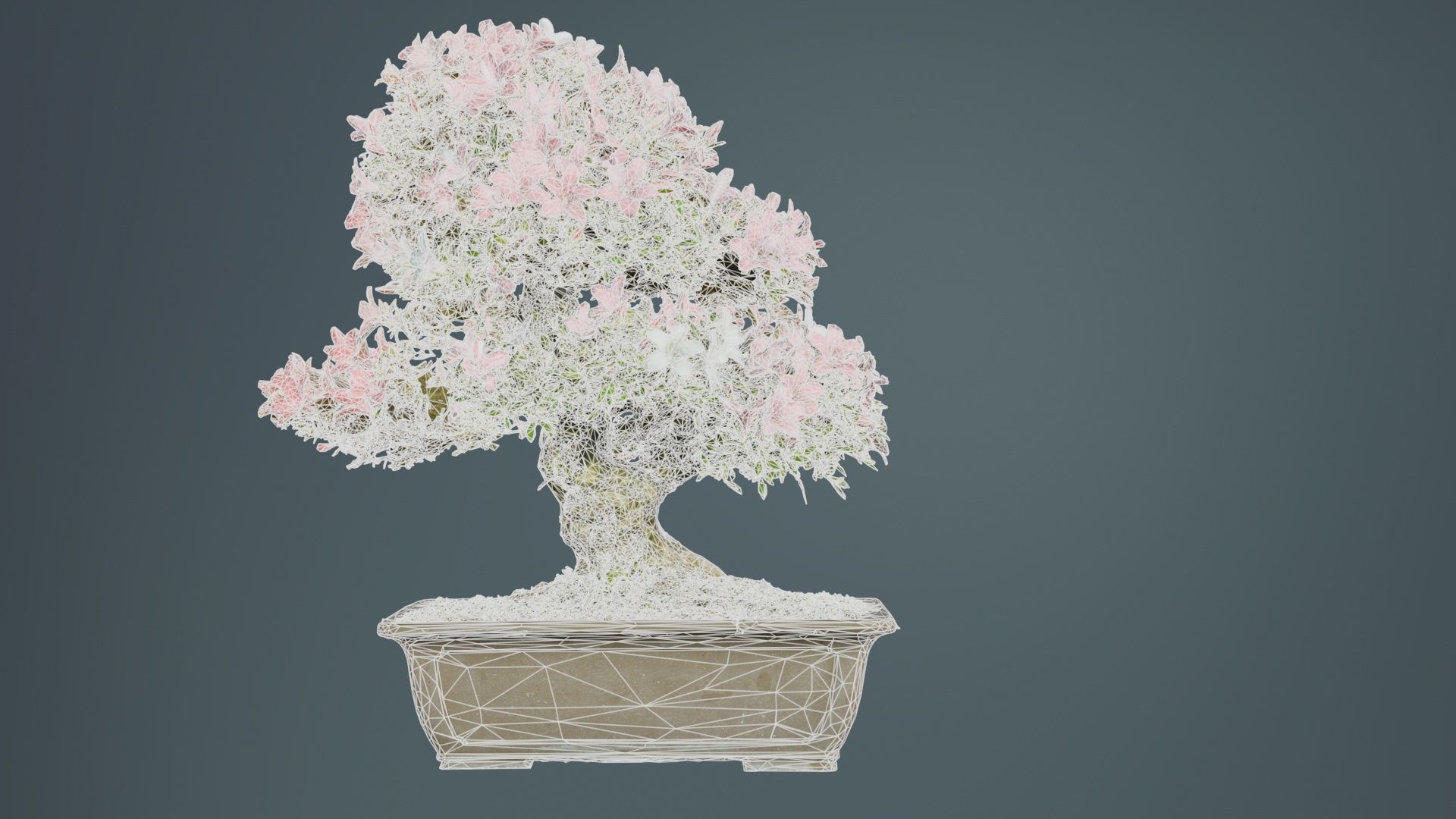 Satsuki Azalea Pink and White Rhododendron Indicum Bonsai Tree Low-poly 3D model_10