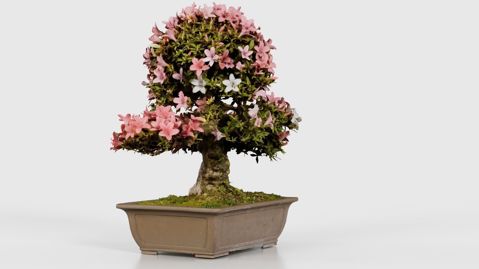 Satsuki Azalea Pink and White Rhododendron Indicum Bonsai Tree Low-poly 3D model_23