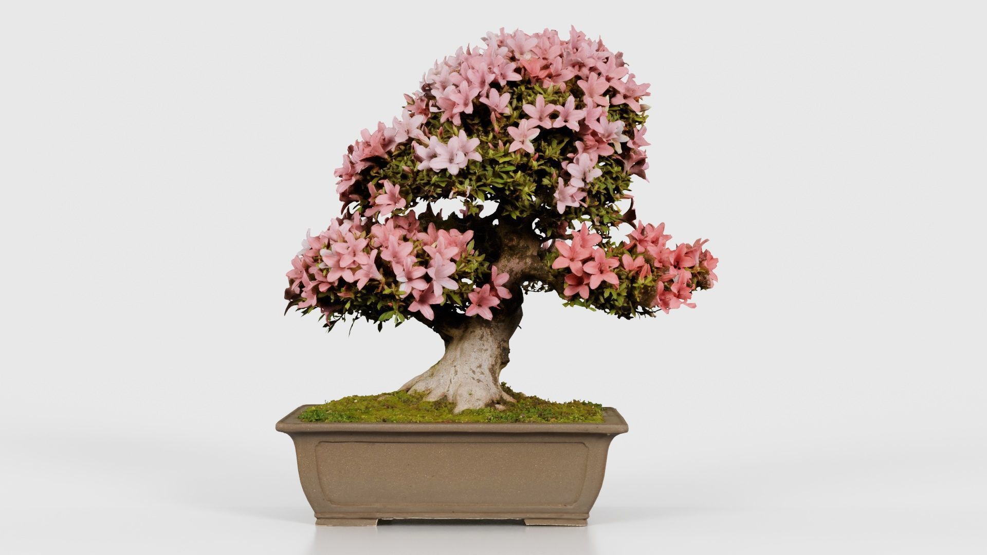 Satsuki Azalea Pink and White Rhododendron Indicum Bonsai Tree Low-poly 3D model_15