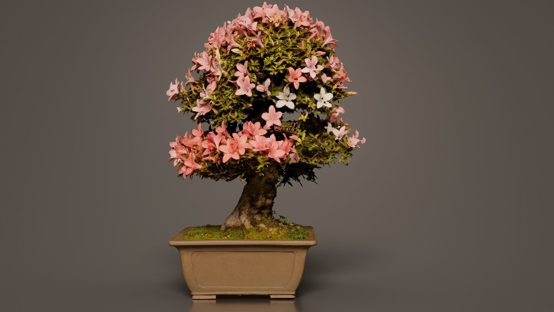 Satsuki Azalea Pink and White Rhododendron Indicum Bonsai Tree Low-poly 3D model_4