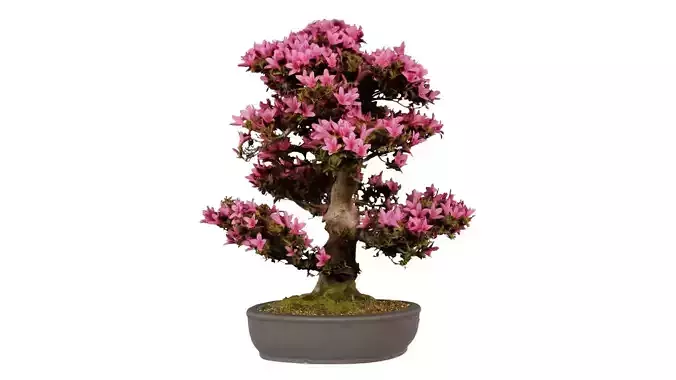 Satsuki Azalea Pink Rhododendron Indicum Bonsai Tree