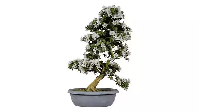 Satsuki Azalea Shakan Rhododendron Indicum Bonsai Tree Low-poly 3D model