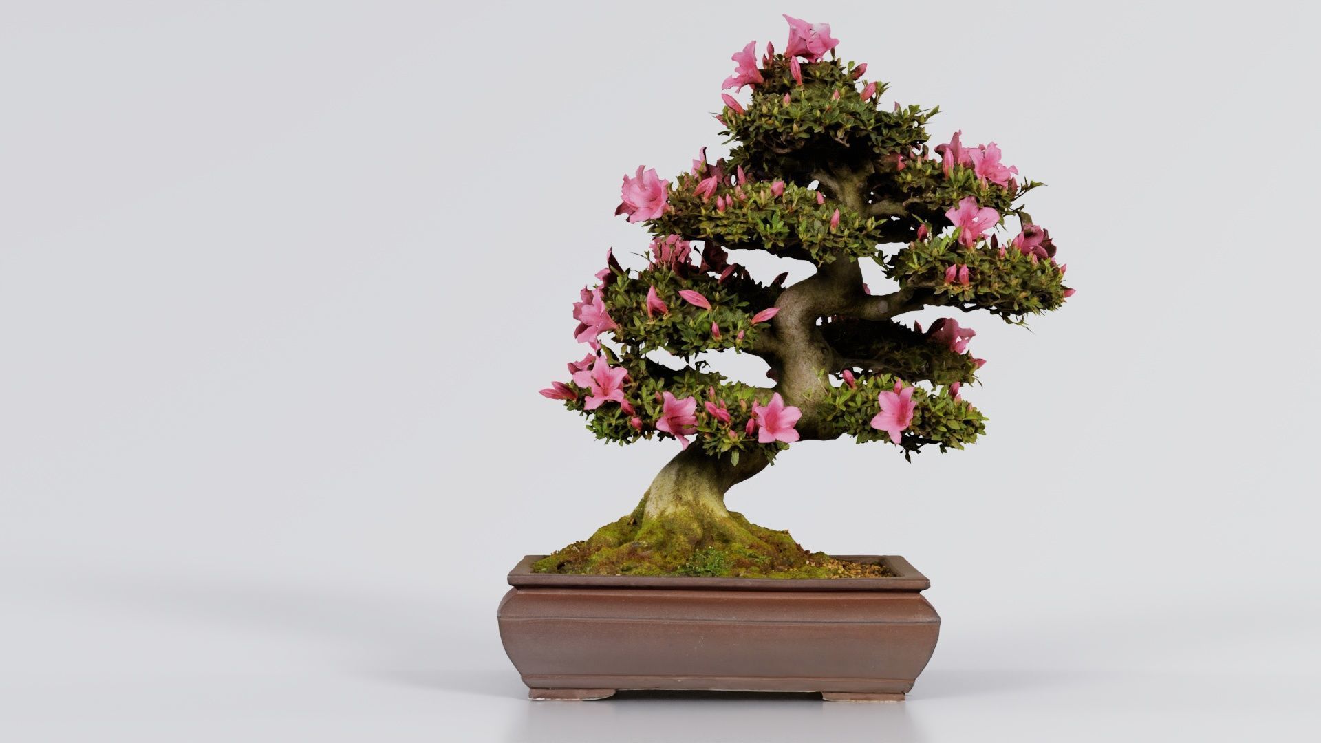 Satsuki Azalea Small Pink Rhododendron Indicum Bonsai Tree Low-poly 3D model_1
