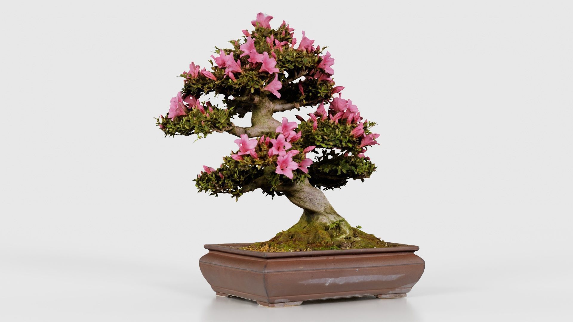 Satsuki Azalea Small Pink Rhododendron Indicum Bonsai Tree Low-poly 3D model_16