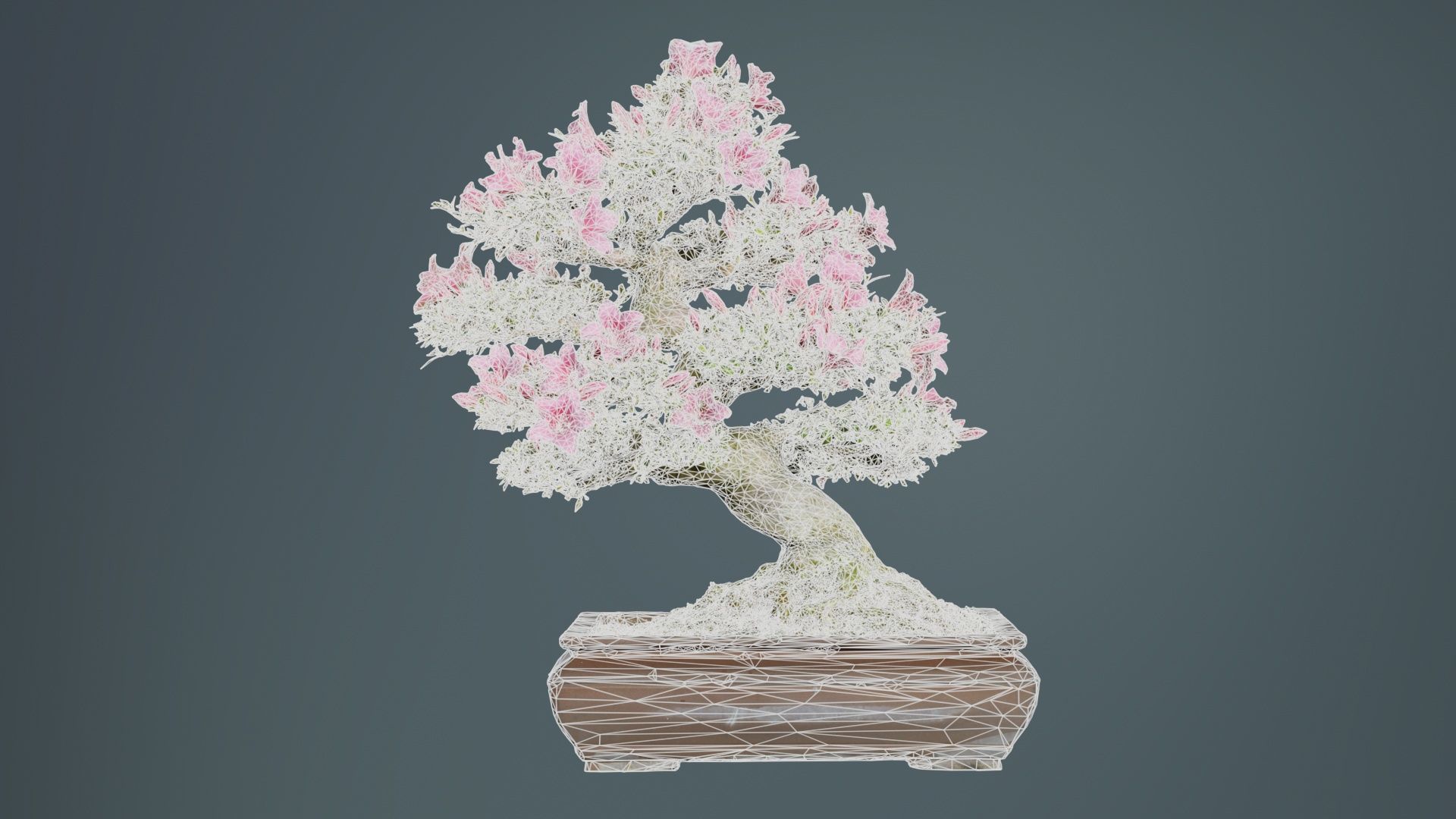 Satsuki Azalea Small Pink Rhododendron Indicum Bonsai Tree Low-poly 3D model_9
