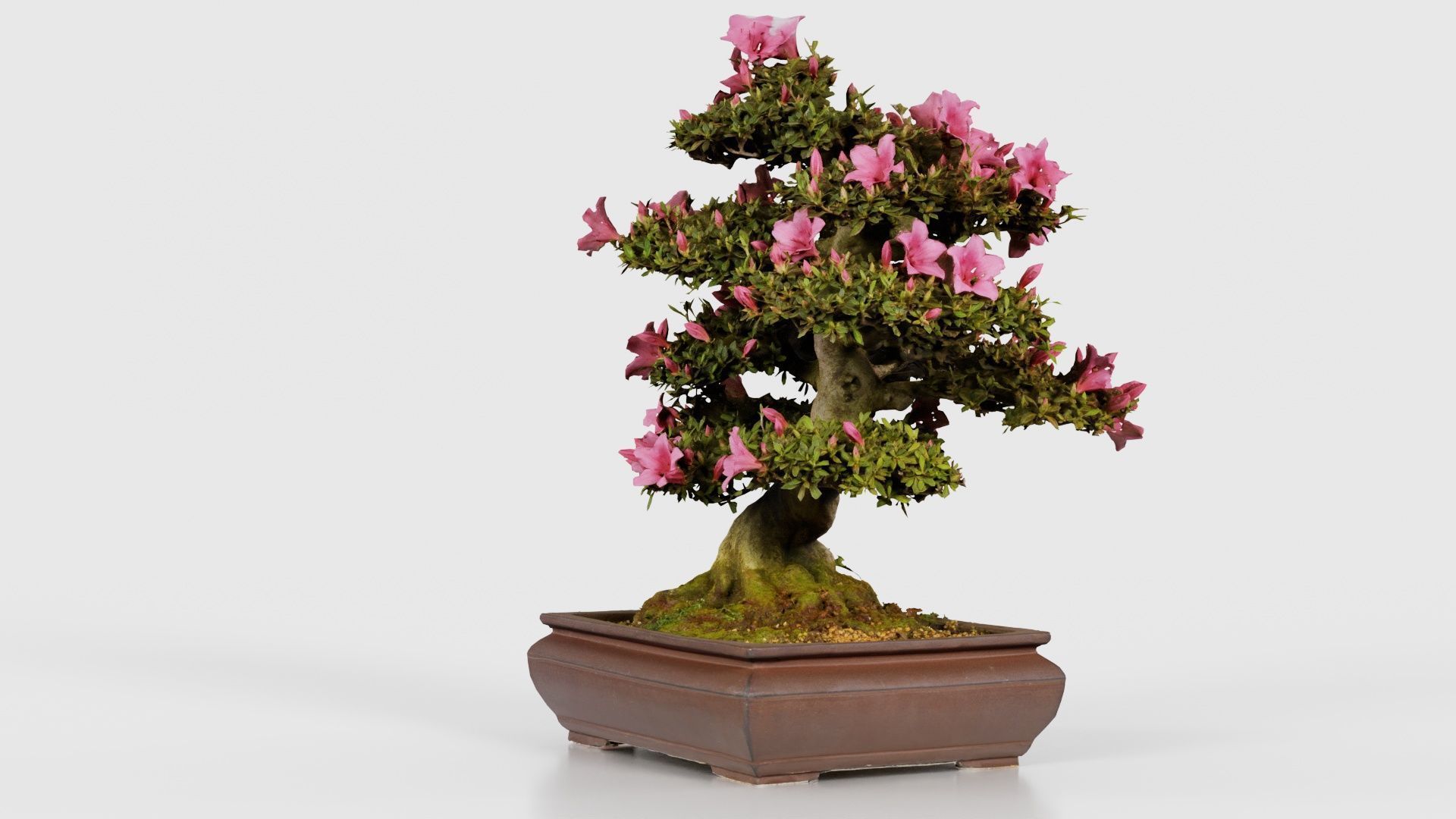 Satsuki Azalea Small Pink Rhododendron Indicum Bonsai Tree Low-poly 3D model_19
