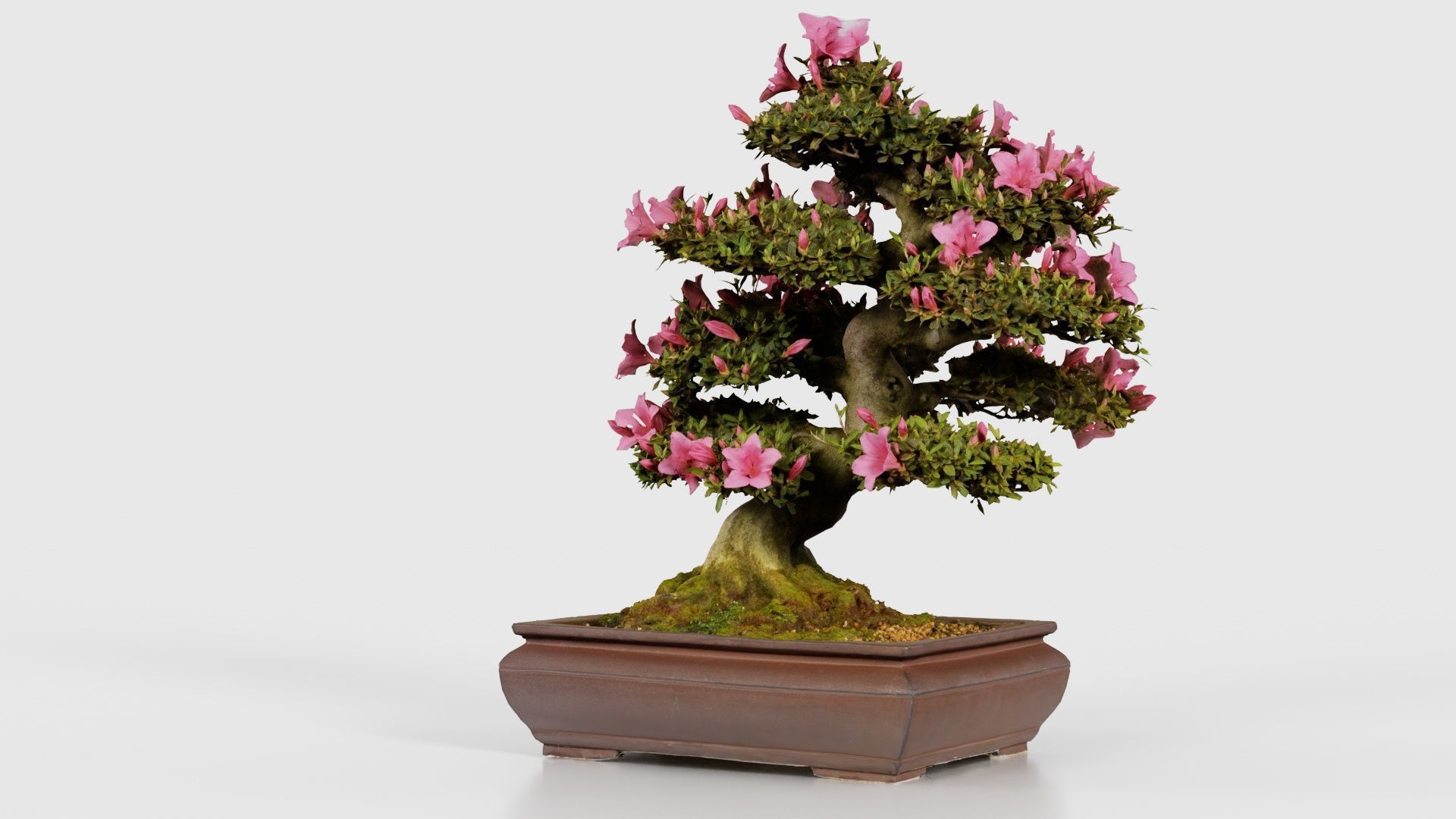 Satsuki Azalea Small Pink Rhododendron Indicum Bonsai Tree Low-poly 3D model_20