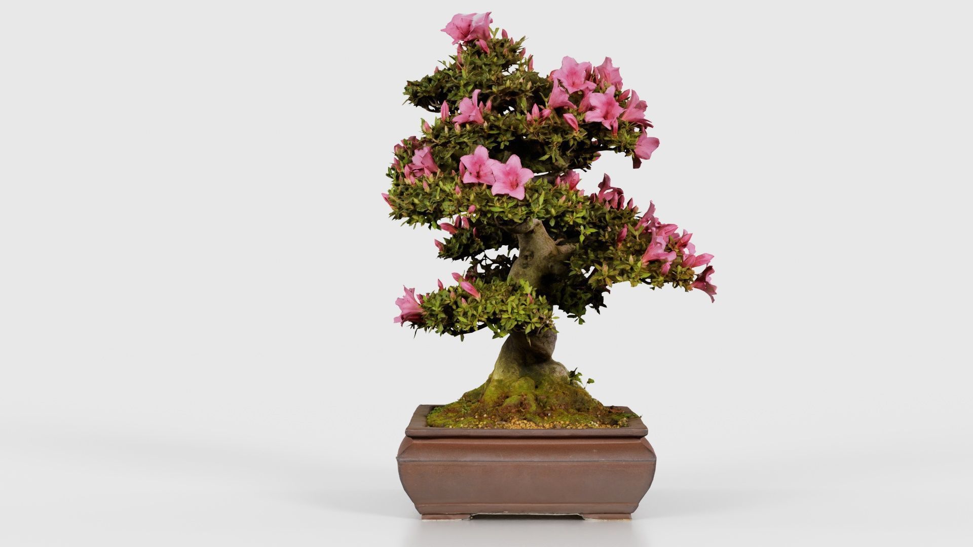 Satsuki Azalea Small Pink Rhododendron Indicum Bonsai Tree Low-poly 3D model_18
