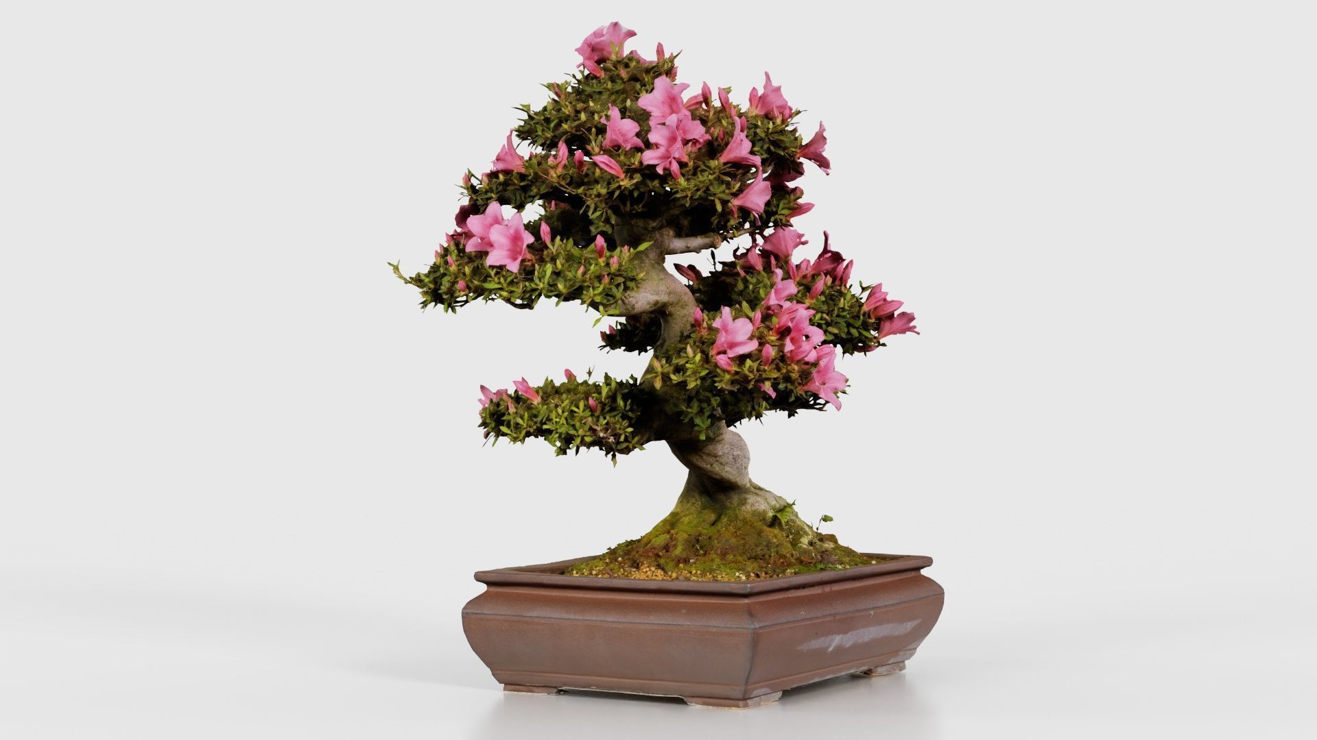 Satsuki Azalea Small Pink Rhododendron Indicum Bonsai Tree Low-poly 3D model_17
