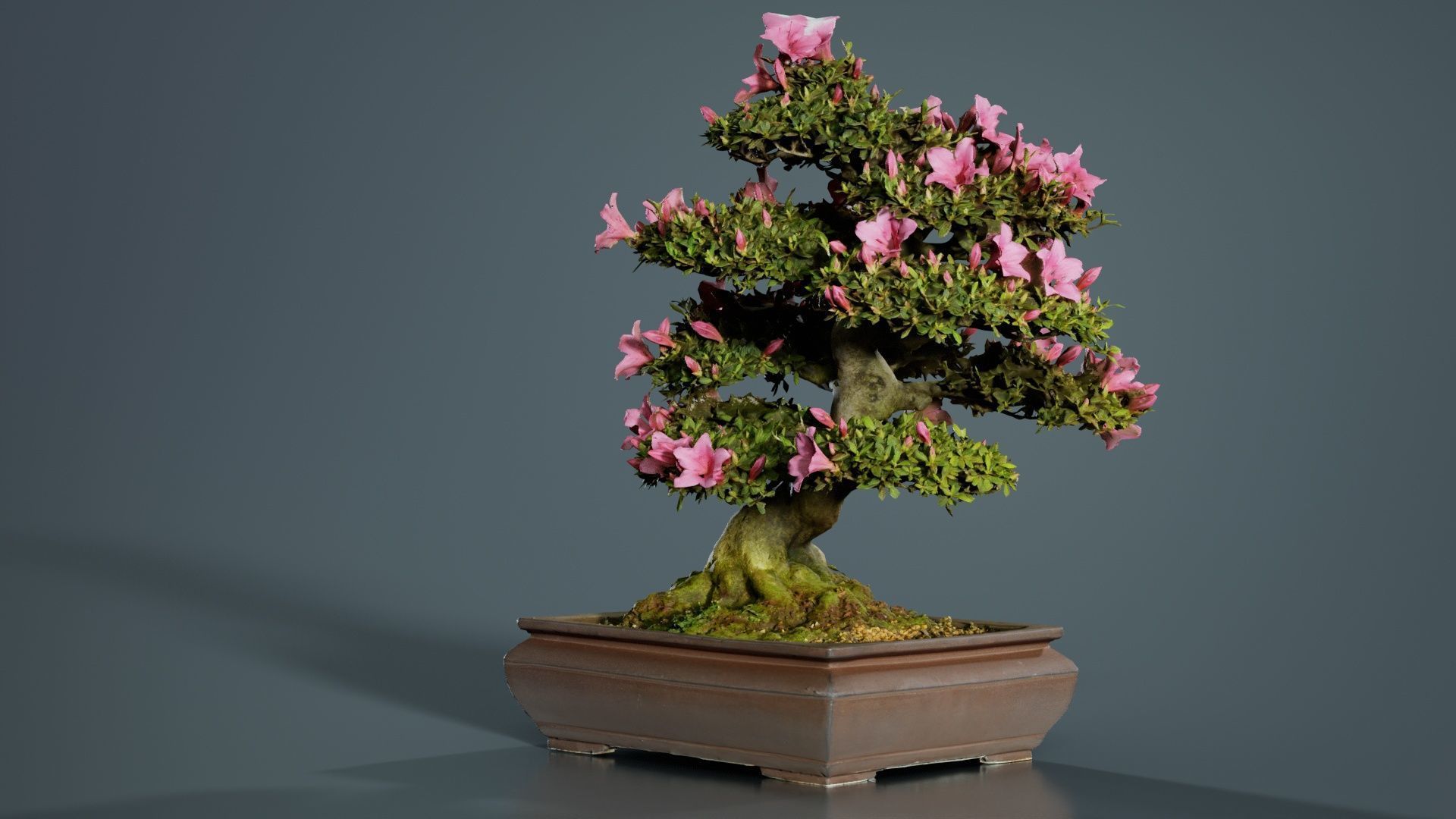 Satsuki Azalea Small Pink Rhododendron Indicum Bonsai Tree Low-poly 3D model_3