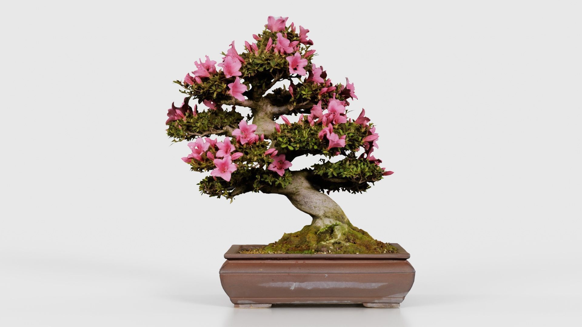 Satsuki Azalea Small Pink Rhododendron Indicum Bonsai Tree Low-poly 3D model_15