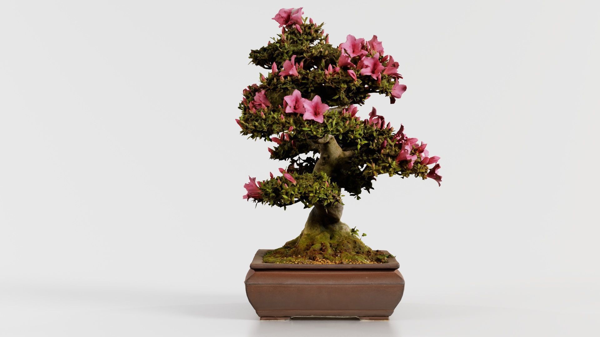 Satsuki Azalea Small Pink Rhododendron Indicum Bonsai Tree Low-poly 3D model_8