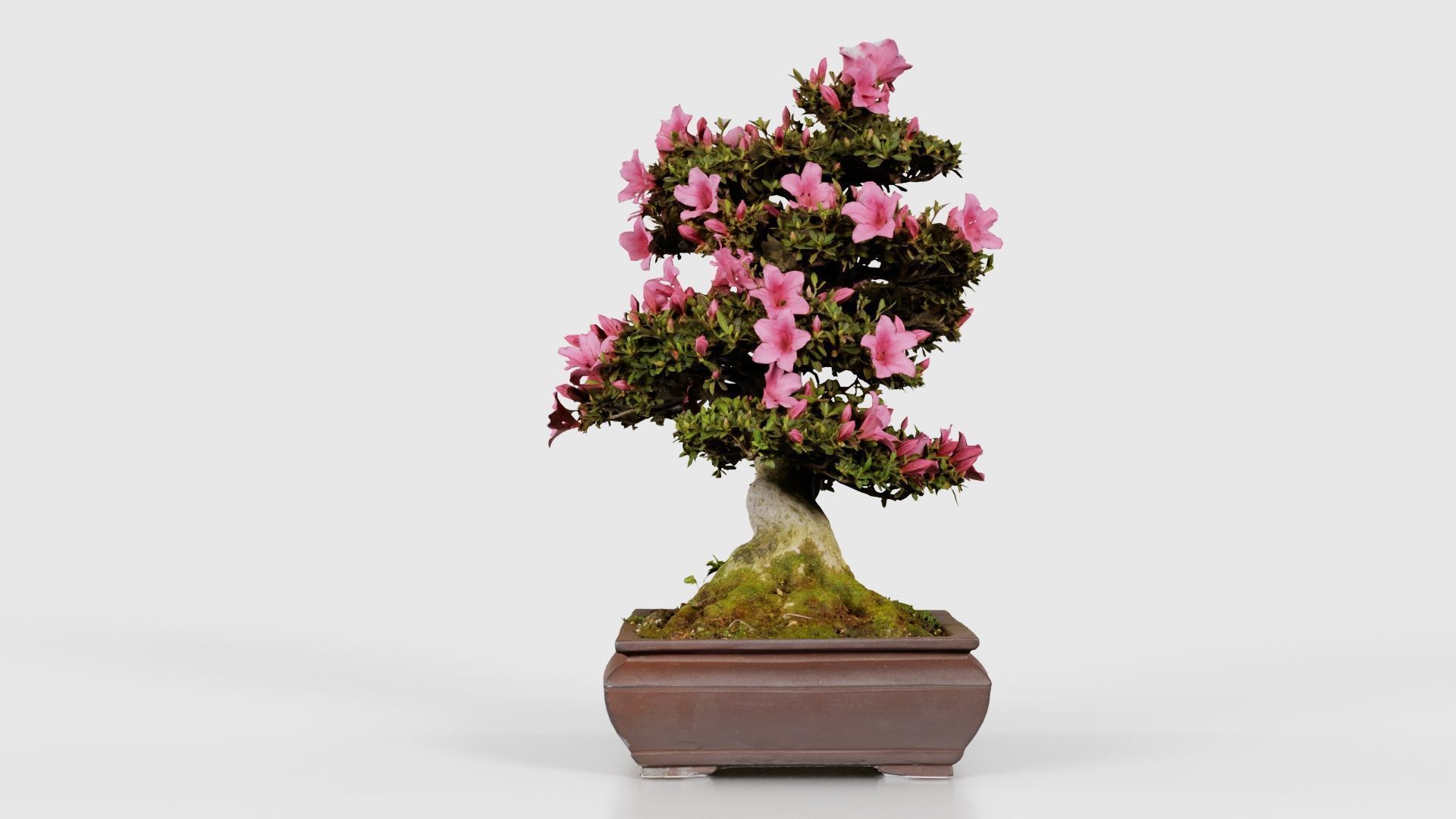 Satsuki Azalea Small Pink Rhododendron Indicum Bonsai Tree Low-poly 3D model_24