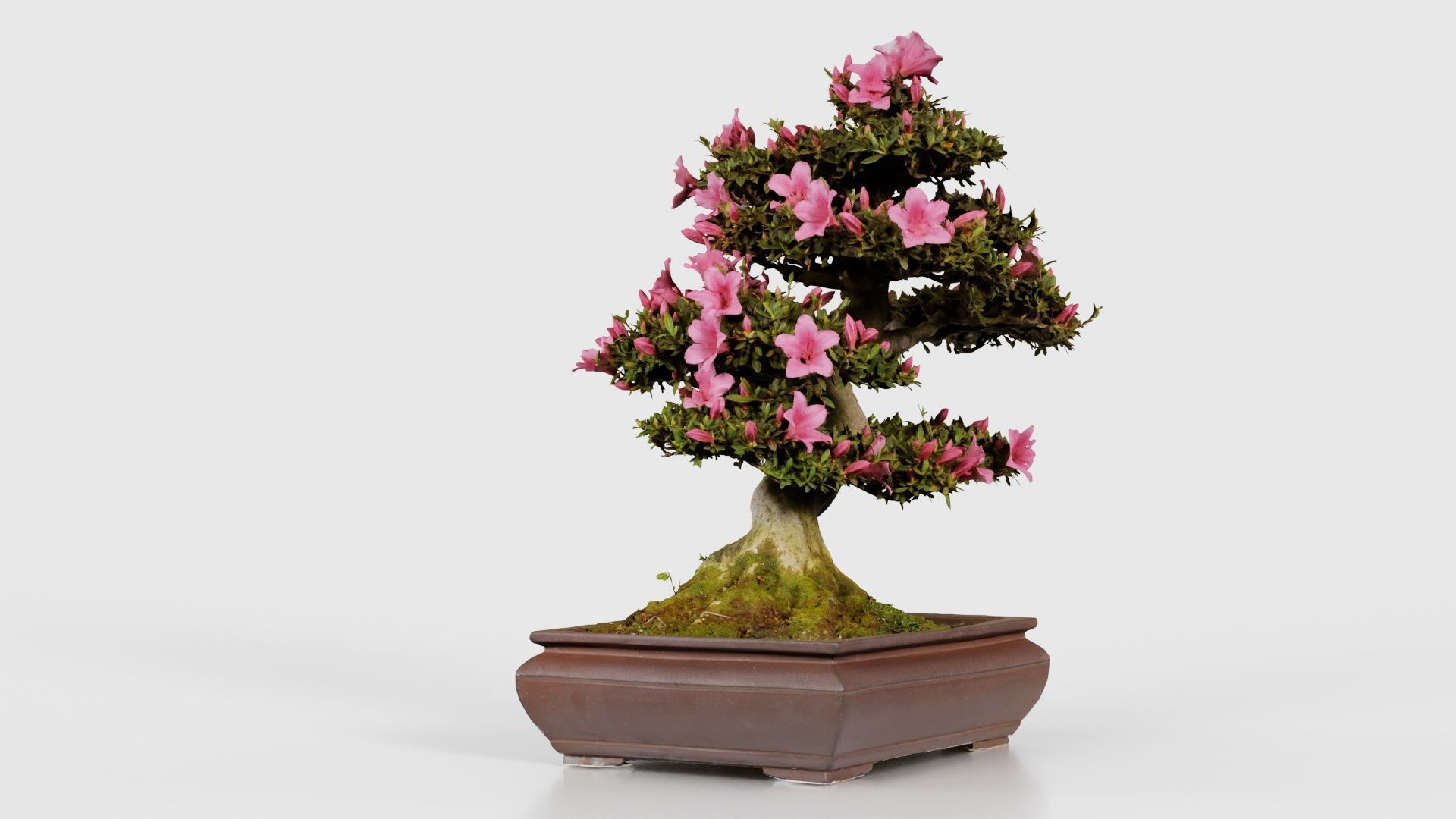 Satsuki Azalea Small Pink Rhododendron Indicum Bonsai Tree Low-poly 3D model_23