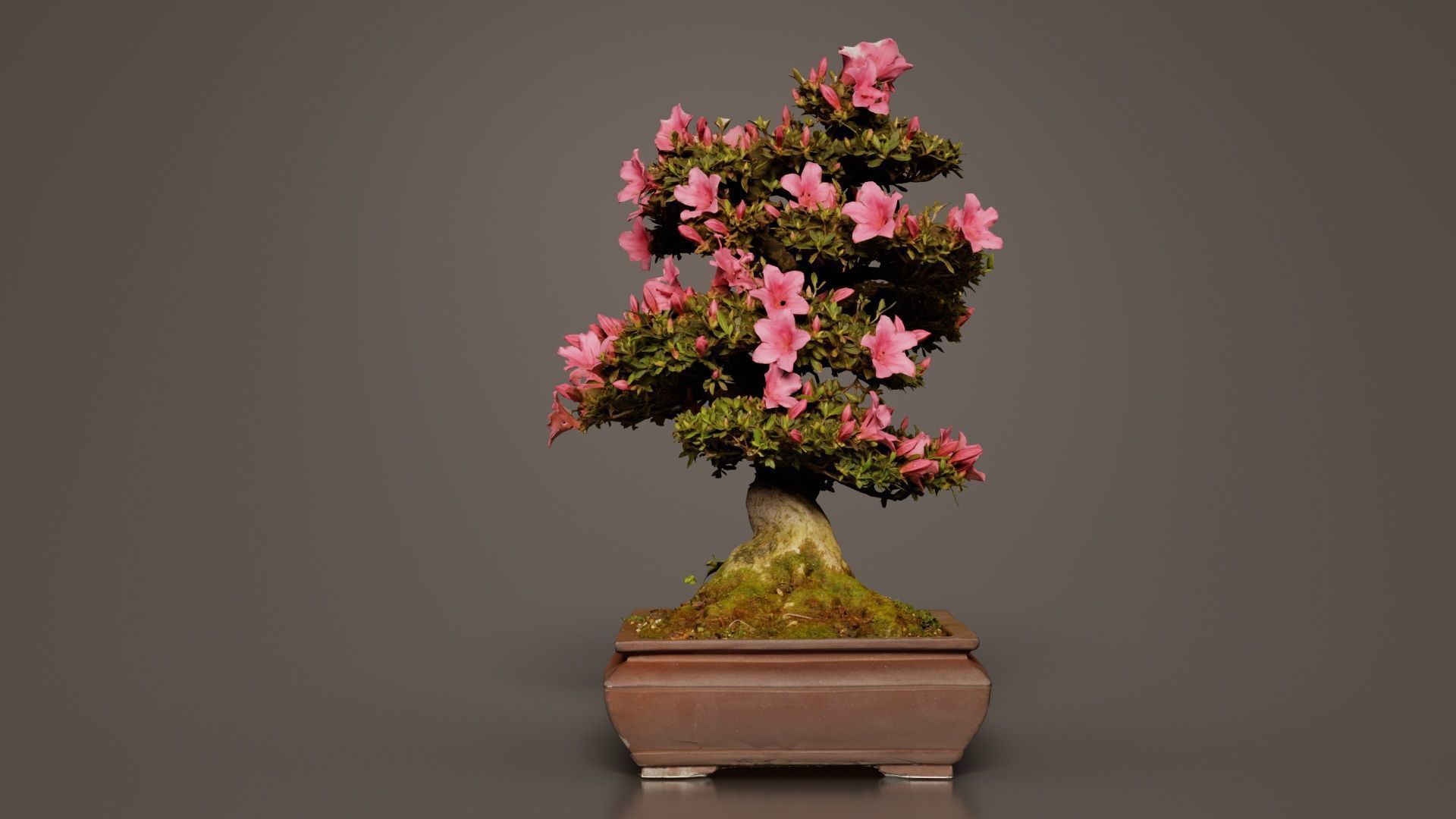 Satsuki Azalea Small Pink Rhododendron Indicum Bonsai Tree Low-poly 3D model_4