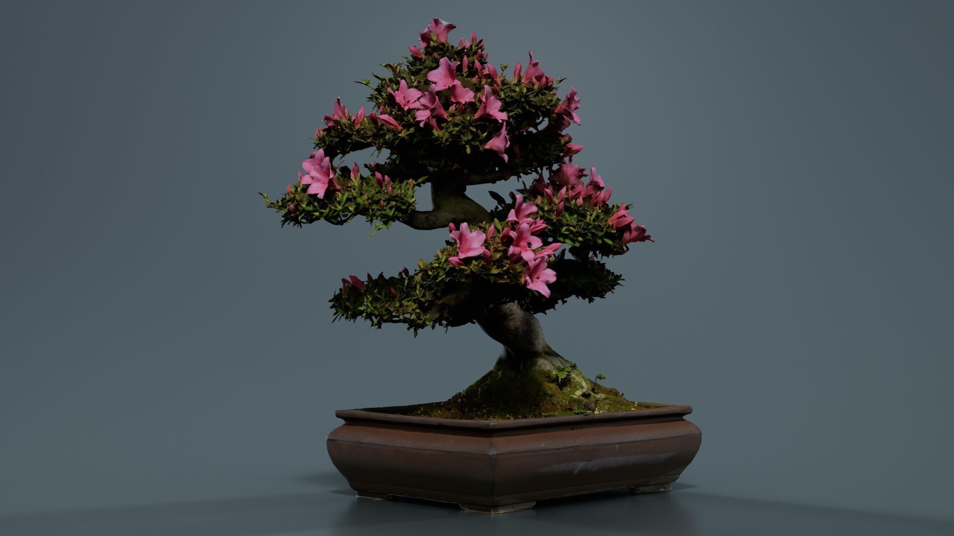 Satsuki Azalea Small Pink Rhododendron Indicum Bonsai Tree Low-poly 3D model_2