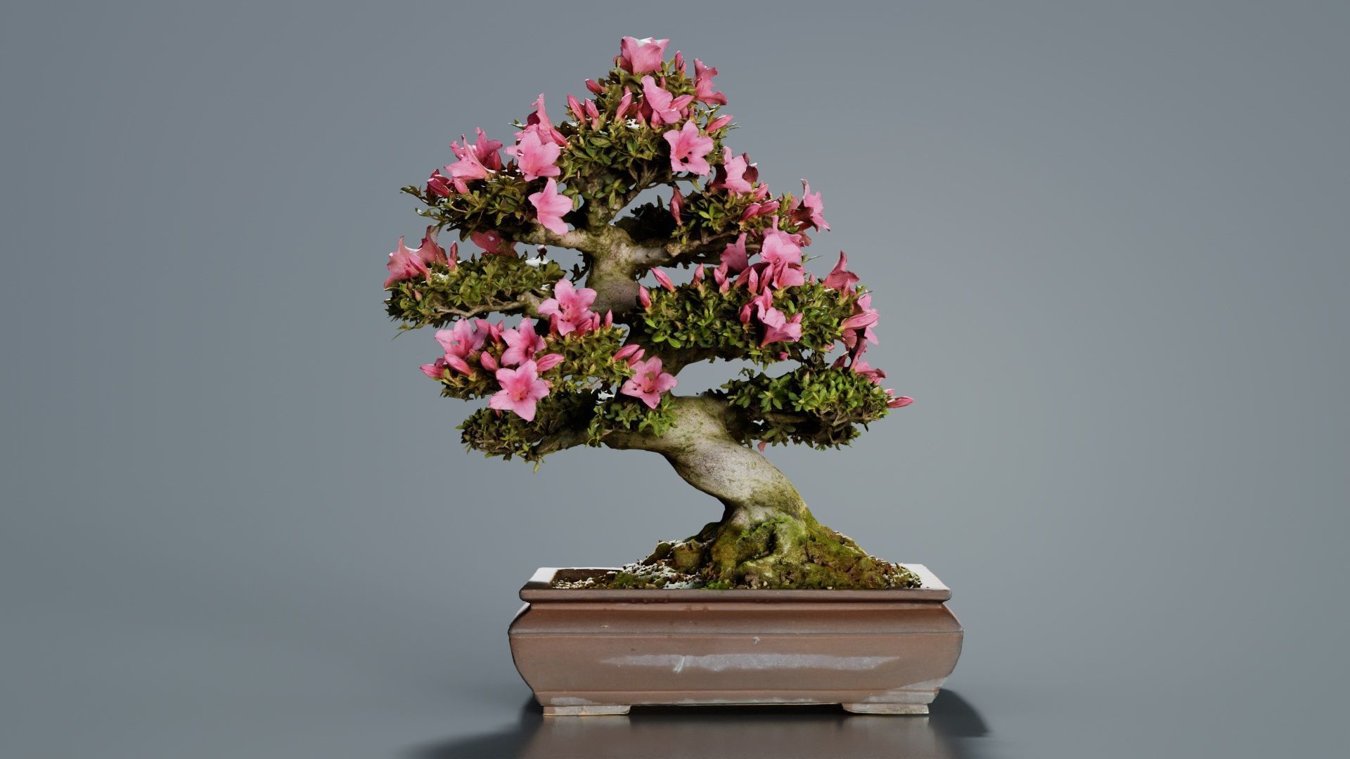 Satsuki Azalea Small Pink Rhododendron Indicum Bonsai Tree Low-poly 3D model_6