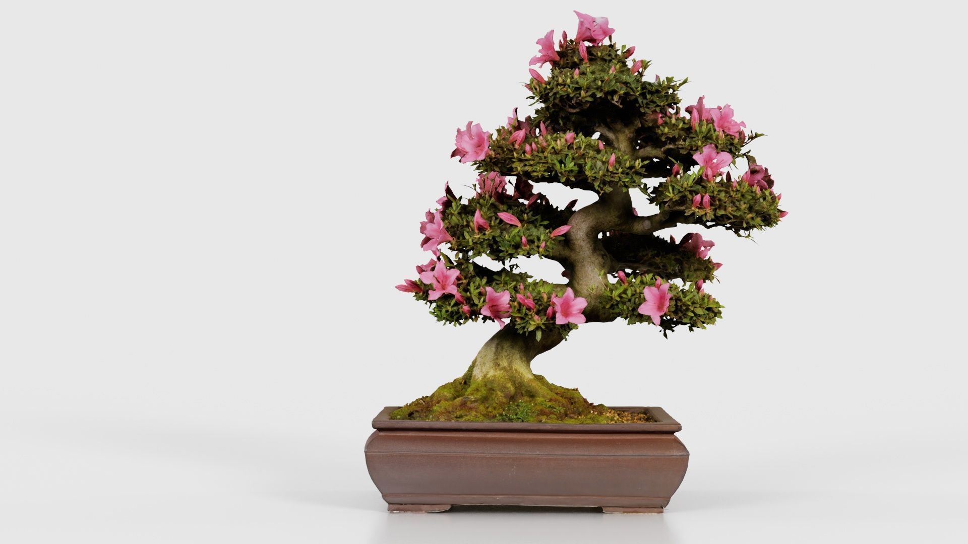Satsuki Azalea Small Pink Rhododendron Indicum Bonsai Tree Low-poly 3D model_21