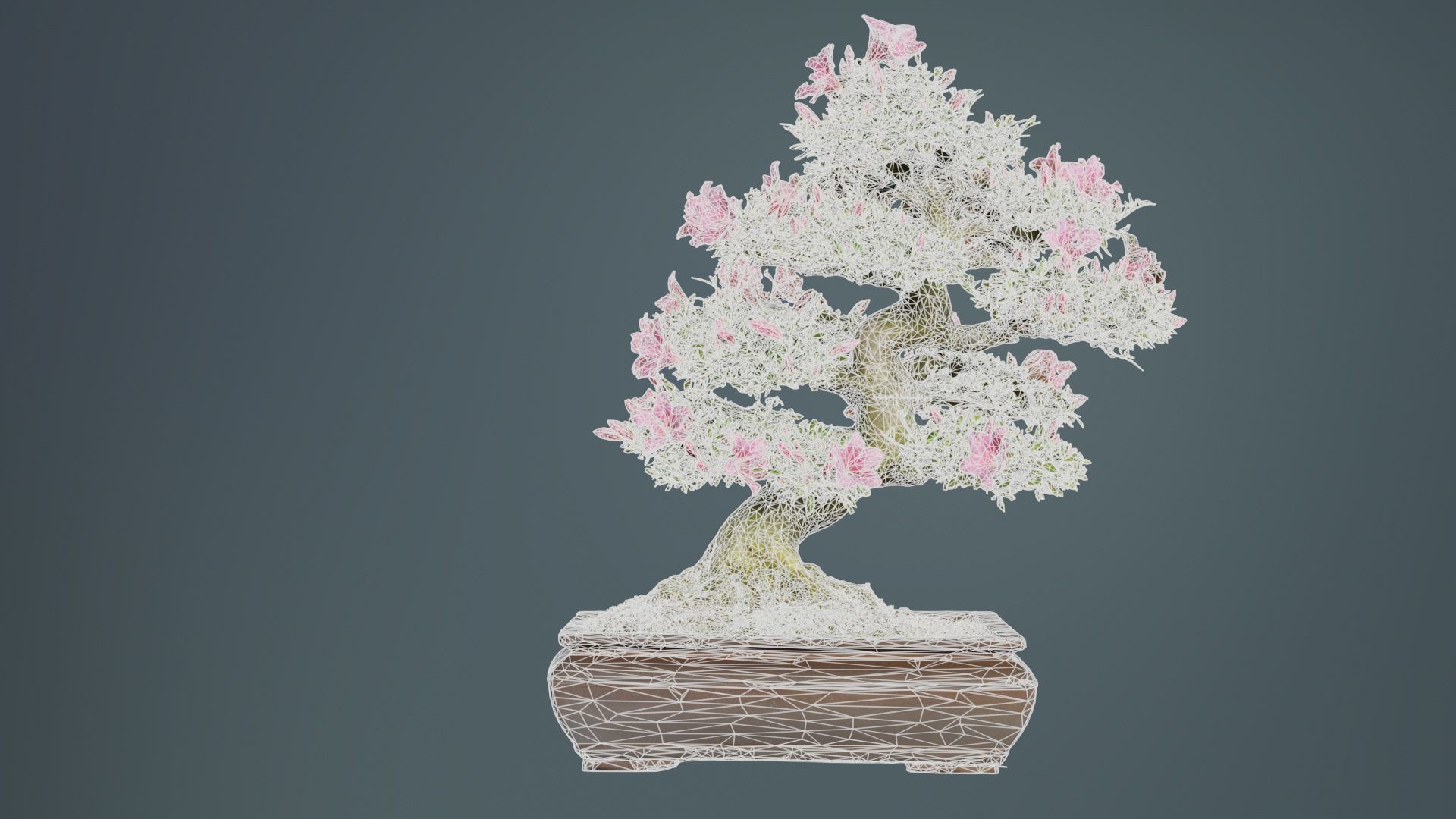 Satsuki Azalea Small Pink Rhododendron Indicum Bonsai Tree Low-poly 3D model_10