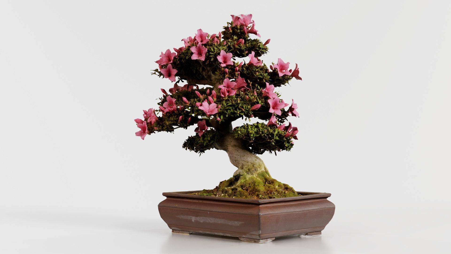 Satsuki Azalea Small Pink Rhododendron Indicum Bonsai Tree Low-poly 3D model_5