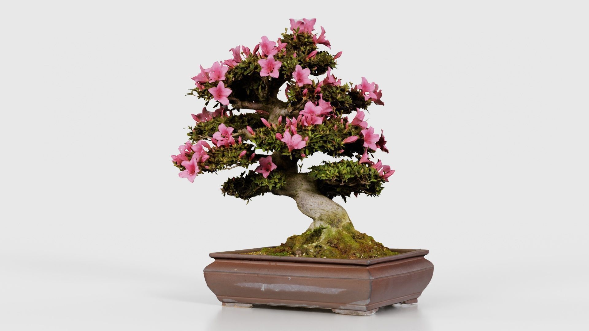 Satsuki Azalea Small Pink Rhododendron Indicum Bonsai Tree Low-poly 3D model_26
