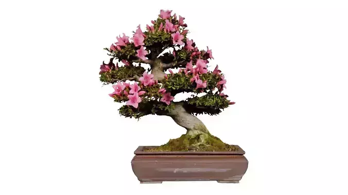 Satsuki Azalea Small Pink Rhododendron Indicum Bonsai Tree Low-poly 3D model
