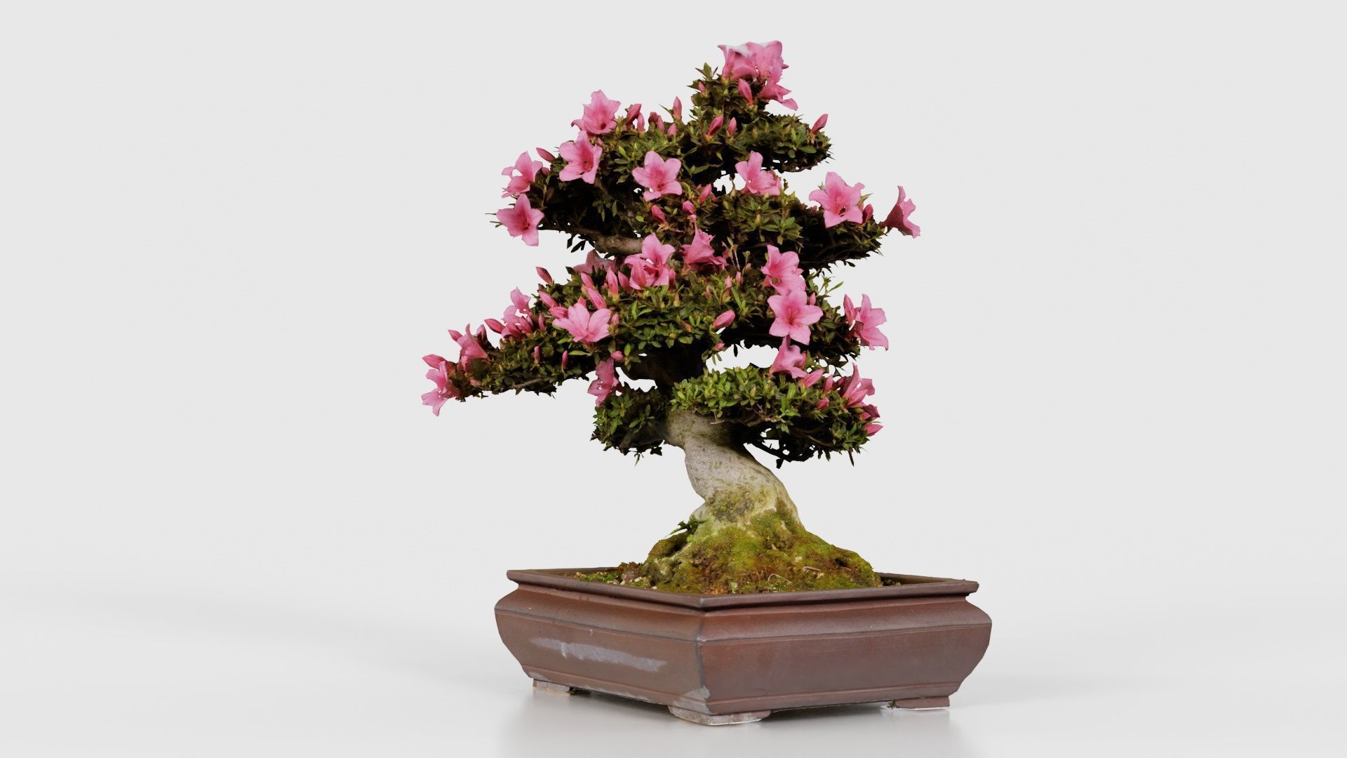 Satsuki Azalea Small Pink Rhododendron Indicum Bonsai Tree Low-poly 3D model_25