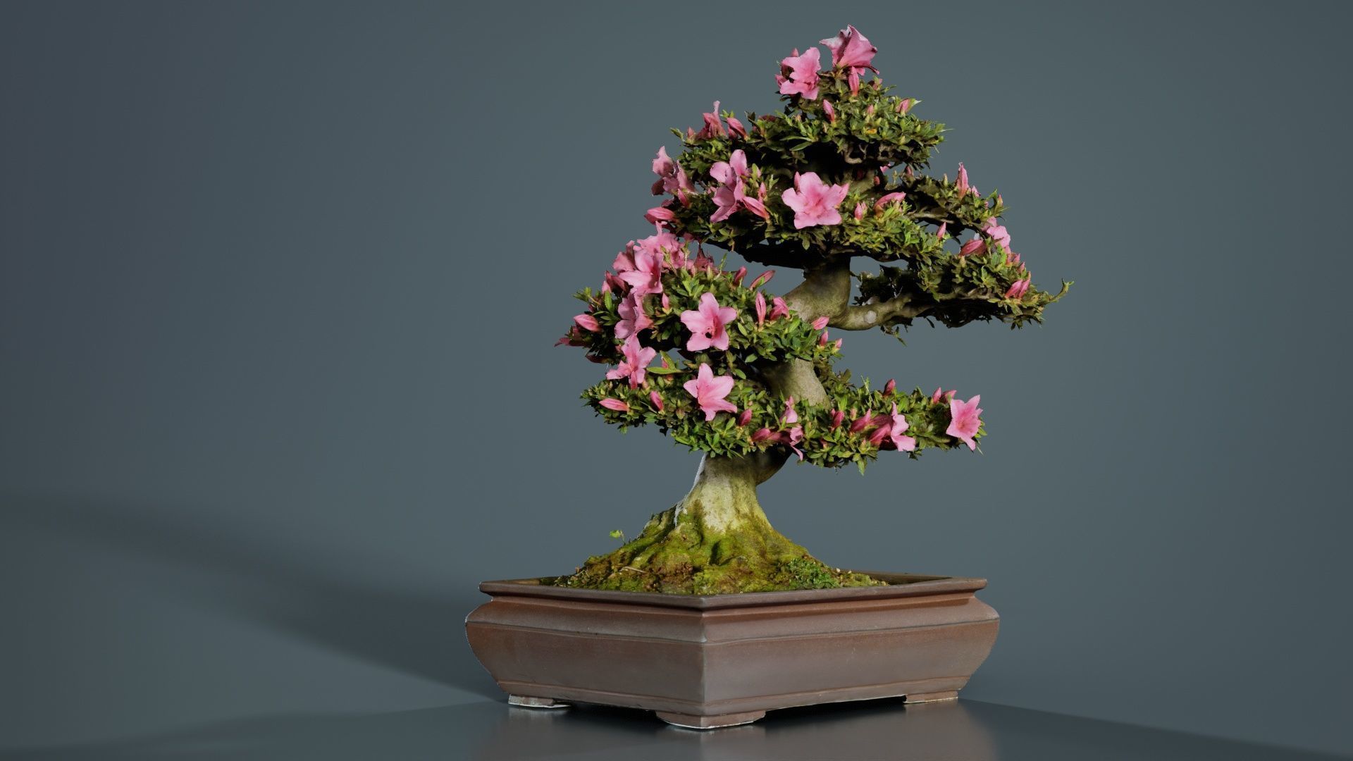Satsuki Azalea Small Pink Rhododendron Indicum Bonsai Tree Low-poly 3D model_7