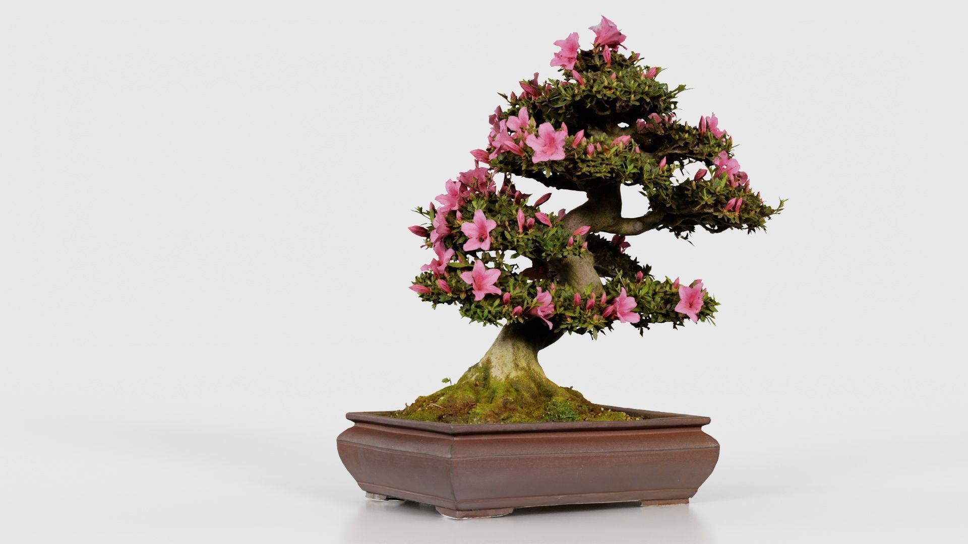 Satsuki Azalea Small Pink Rhododendron Indicum Bonsai Tree Low-poly 3D model_22