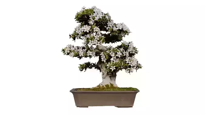 Satsuki Azalea White Rhododendron Indicum Bonsai Tree Low-poly 3D model