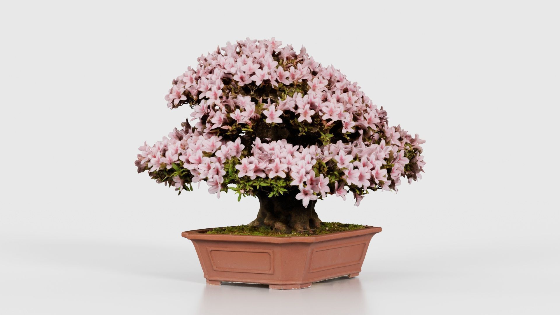 Satsuki Azalea Wide Light Pink Rhododendron Indicum Bonsai Tree Low-poly 3D model_23