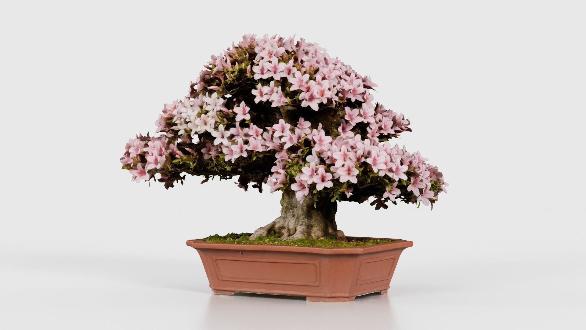 Satsuki Azalea Wide Light Pink Rhododendron Indicum Bonsai Tree Low-poly 3D model_26
