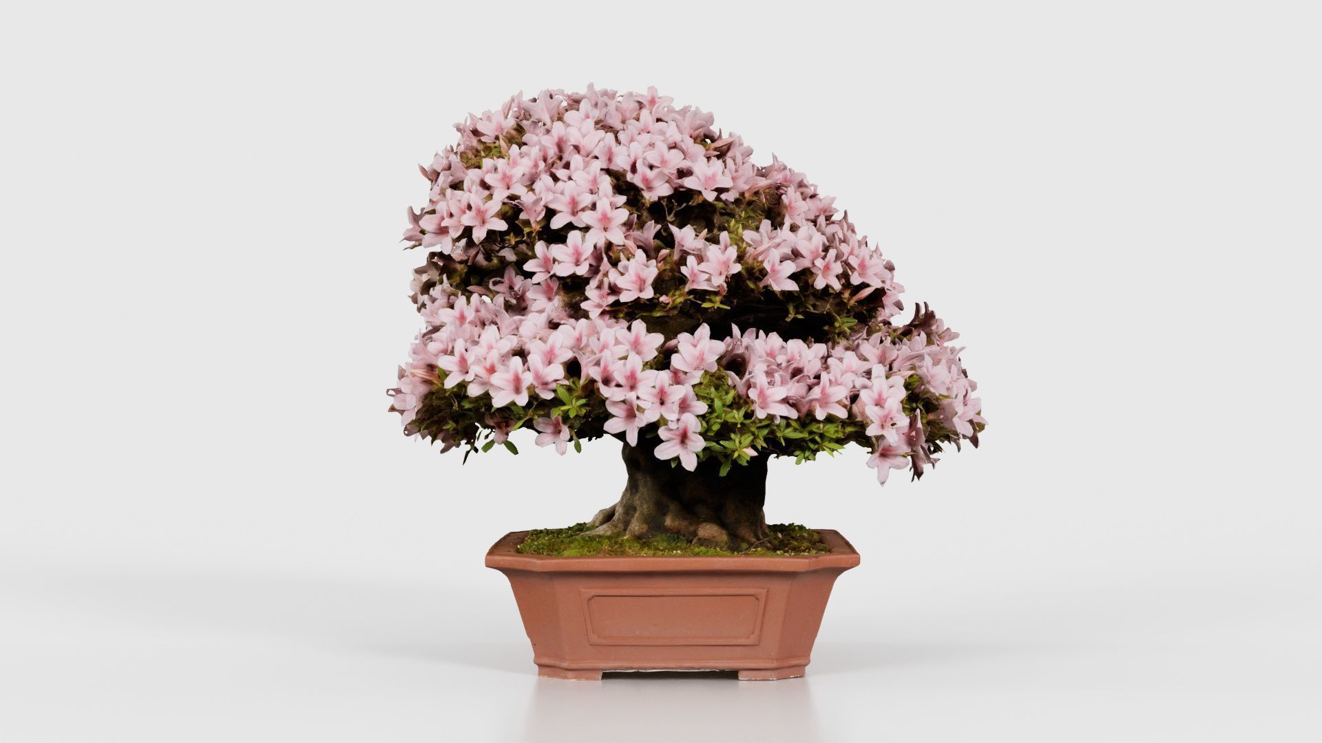 Satsuki Azalea Wide Light Pink Rhododendron Indicum Bonsai Tree Low-poly 3D model_24